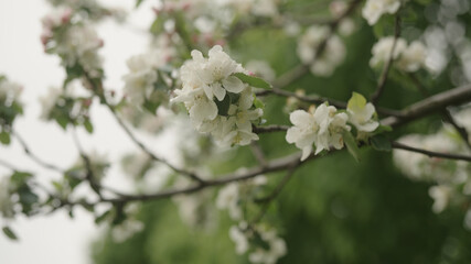 white apple flowers on a young tree closeup