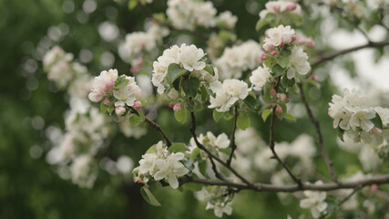 white apple flowers on a young tree closeup