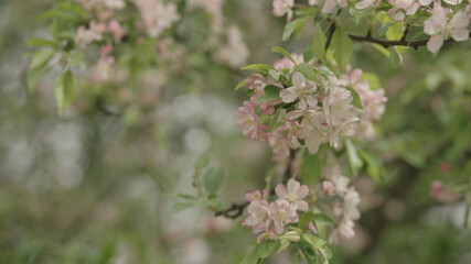 tender pinkish apple flowers on a young tree closeup