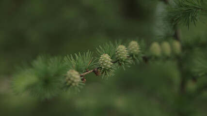 yong larch branches in spring with fresh cones