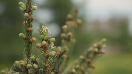 Fototapeta na wymiar yong spruce branches in spring