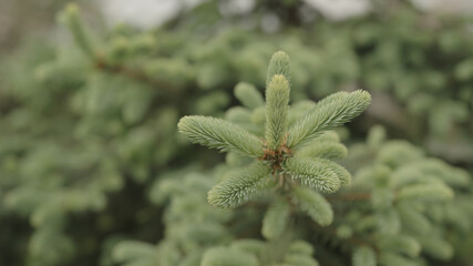 yong spruce branches in spring