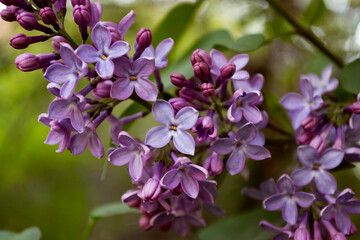 beautiful Lilac flowers