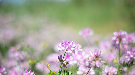 Floral backgrounds. Lilac clover in a green meadow. Card. Invitation.