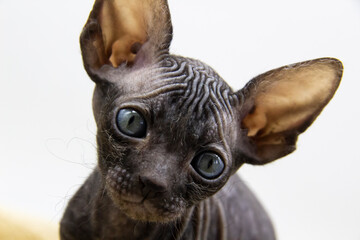 Naklejka premium Beautiful gray Sphynx kitten against background. A little sphynx Cat look on camera