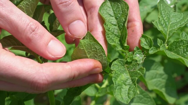 hands crush larvae of Colorado beetles on potato leaves. 