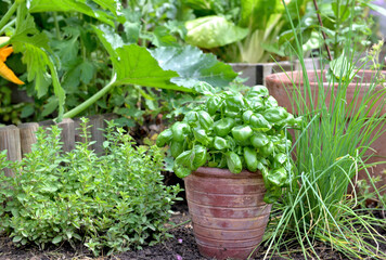 aromatic plant and basil in potted put on the soil  in a garden