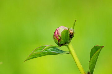 a bee on a green leaf