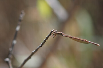 Siberian winter damselfly is perching at the tip of the twig.