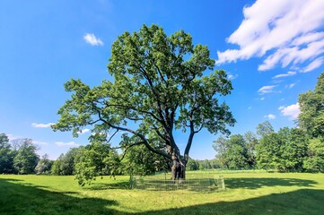 A centuries-old oak tree in the Silver Meadow. Palace Park. Gatchina. Leningrad region. Russia