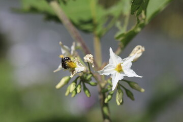 flower, bee, nature, insect, white, spring, plant, green, daisy, macro, yellow, summer, garden, flowers, fly, blossom, pollen, honey, petal, flora, closeup, potato, animal, beautiful, bloom