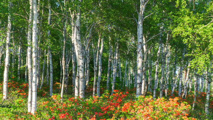 Obraz premium 日当たる当たる沢山の白樺とレンゲツツジ【八千穂高原】／長野県佐久穂町【北八ヶ岳】