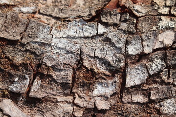 texture, wall, stone, bark, tree, wood, pattern, old, brown, nature, abstract, rough, rock, material, backgrounds, forest, architecture, natural, textured, surface, timber, plant, construction, closeu