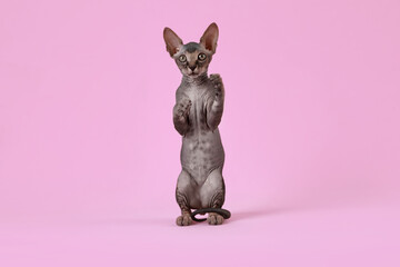 Adorable Sphynx kitten on pink background. Baby animal