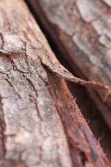 bark, tree, texture, wood, nature, brown, pattern, abstract, forest, old, trunk, wooden, pine, natural, rough, macro, surface, oak, textured, plant, closeup, material, backgrounds, detail, timber