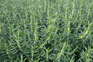 Full frame green plant background.  Fern close-up texture.