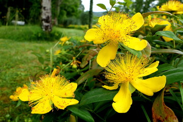 Close up of Hypericum caylcyinum flowers aka Rose of Sharon
