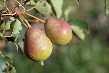 Pear tree branch with hanging red ripe pears in orchard. Crop is ready to be harvested