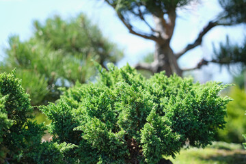 Needled evergreen bushes grow in garden closeup