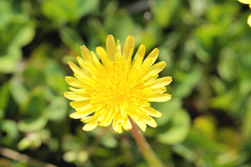タンポポ　春