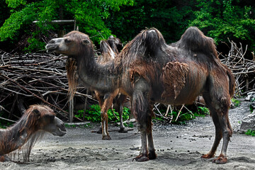 Moulting bactrian camel in its enclosure. Latin name - Camelus bactrianus