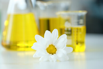 Chamomile flower and organic oil from flowers on table in test tubes