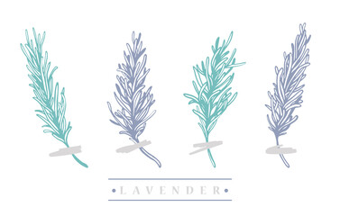Lavender branches. Hand drawn wedding herbs, plants with elegant leaves for invitation, save the date card design. Silhouette botanical vector illustration
