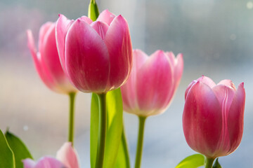 Tulpen mit schönem Bokeh