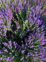 Fresh lavender, view from the above, natural background