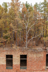 Die Natur holt sich ihr Territorium zurück