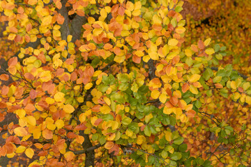 Der Herbst mit bunten Blättern