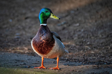 Mallard Duck on Land