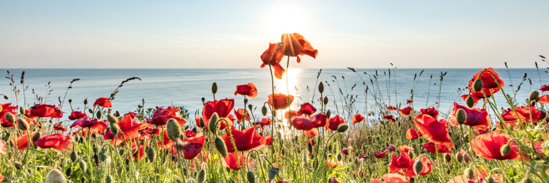 mohn am meer