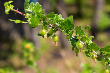 Fototapeta premium Green branch of prickly garden gooseberry