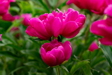 Hermosas peonías rojas en el Jardín