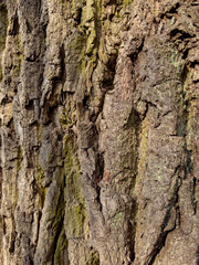 Embossed texture of the bark of tree. Pattern of natural tree bark background.