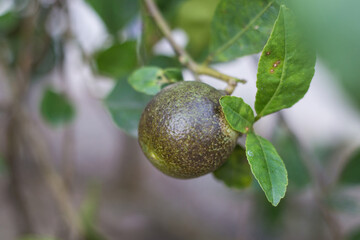 Melanos disease of lemons, it is a disease caused by Phomopsis, most found on the leaves and fruits...