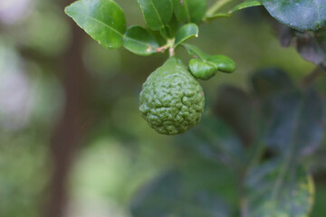 Bergamot fruit or kaffir lime on tree is a fragrant Thai herb and is used to add aroma in food and Thai spa.