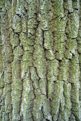 The texture of the tree bark, covered with green lichen. Vertical background