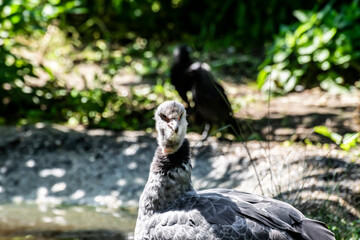 Southern screamer (Chauna torquata) close-up in a nature park. Exotic birds at the zoo Avifauna in the Netherlands.