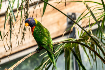 The rainbow Lorikeet parrot (Trichoglossus moluccanus) on a palm branch in a tropical park.  Exotic beautiful multicolored birds at the zoo Avifauna in the Netherlands. Tropical summer.