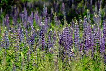 legumes, herb, lupin, purple flower, ecosystem, wolf bean, biology, botanical, zealand, bluebonnet,...