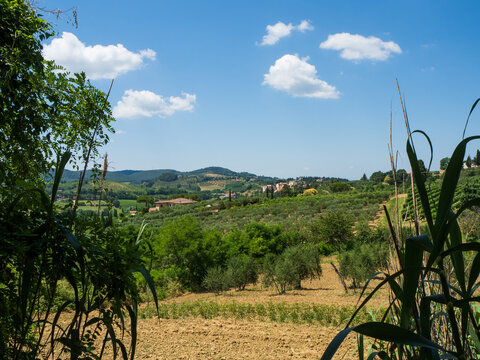 Tuscany view with vineyards and hills and old houses.
