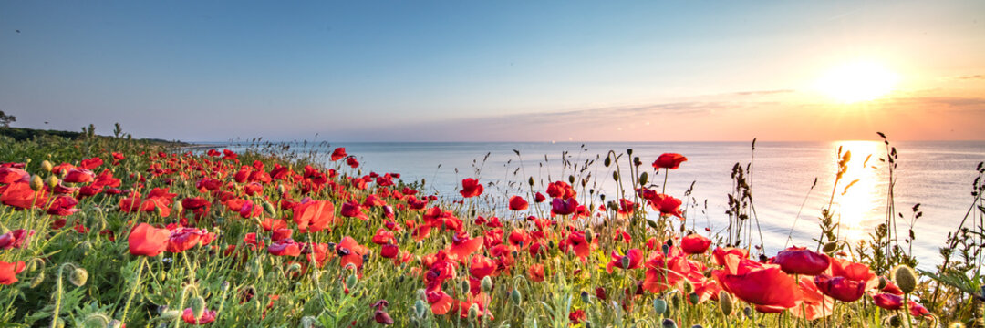 mohn am meer