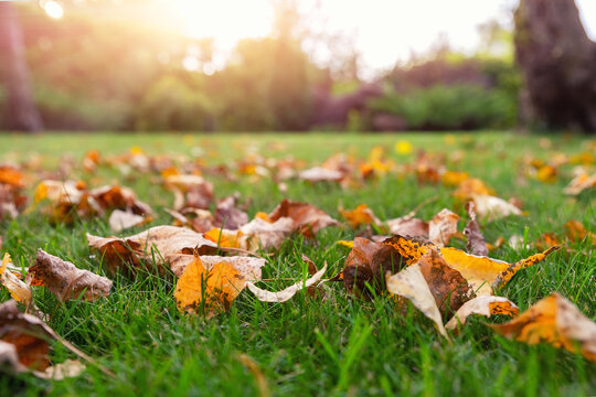 Low angle POV scenery multicoloroed bright vibrant oak and maple first fallen dry leaves on green grass lawn at campus yard or city park garden in september. Autumnal scenic nature foliage backgound