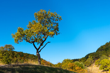 Autumn landscape - a small oak tree on a hill on a fne of low mountains overgrown with forest and a blue sky