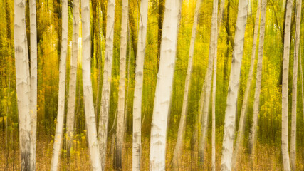 White birch trunks close up with yellow foliage, blurred natural panoramic background