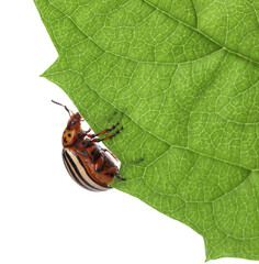 Colorado potato beetle on green leaf against white background