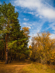 Naklejka premium Autumn October forest landscape. A path in the forest between pines and deciduous trees with yellow autumn leaves.