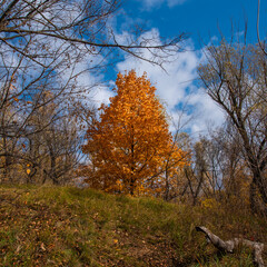Fototapeta premium Autumn landscape with a central composition. A tree with bright orange leaves among trees with almost bare branches.